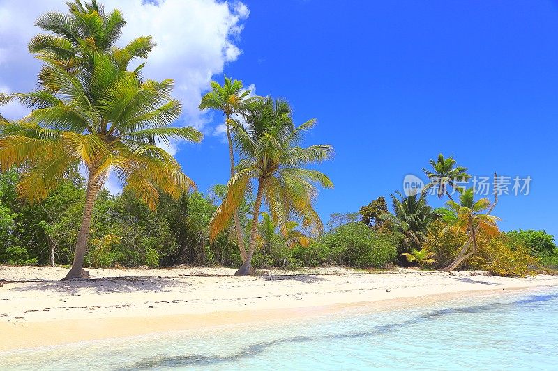 热带天堂:沙漠荒芜的绿松石海滩，Saona岛，Punta Cana -多米尼加共和国